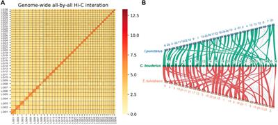 A chromosome-level genome of the helmet catfish (Cranoglanis bouderius)